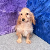 Annie  - 7 day return guarantees, a female Cockapoo for sale in Donna, TX – 8 of 10