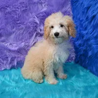 Leo, a male Miniature Goldendoodle for sale in Donna, TX – 9 of 9