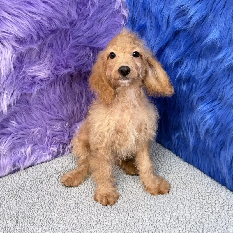 Dexter  – Cockapoo puppy for sale in Donna, TX