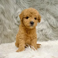 Jack, a male Poochon for sale in Donna, TX – Photo 5 of 8