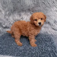 Jack, a male Bichpoo and Poochon for sale in Donna, TX – Photo 1 of 7