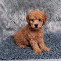 Jack, a male Bichpoo and Poochon for sale in Donna, TX – Photo 3 of 7