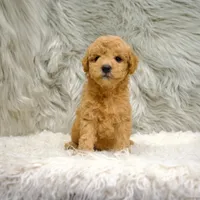 Jack, a male Poochon for sale in Donna, TX – Photo 1 of 8