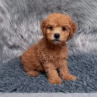Jack, a male Bichpoo and Poochon for sale in Donna, TX – Photo 4 of 7
