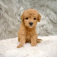 Jack, a male Poochon for sale in Donna, TX – Photo 3 of 8