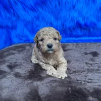 processed/f00ba38b-8c1c-4a8b-a7bd-5e2bdb4d7c39/listing/a6b4a125-71bc-4304-911e-fbf1e06a0a8f/7fd1a0b2-58aa-4609-9300-cad313885ce4