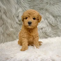 Jack, a male Poochon for sale in Donna, TX – Photo 6 of 8