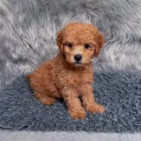 Jack, a male Bichpoo and Poochon for sale in Donna, TX – Photo 6 of 7