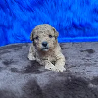 processed/f00ba38b-8c1c-4a8b-a7bd-5e2bdb4d7c39/listing/a6b4a125-71bc-4304-911e-fbf1e06a0a8f/b11b560b-6be6-49af-91be-134166701aa5