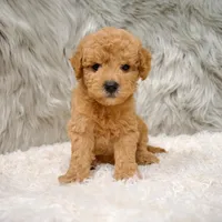 Jack, a male Poochon for sale in Donna, TX – Photo 7 of 8