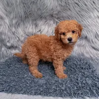 Jack, a male Bichpoo and Poochon for sale in Donna, TX – Photo 2 of 7