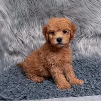 Jack, a male Bichpoo and Poochon for sale in Donna, TX – Photo 5 of 7