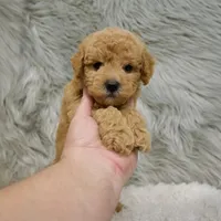 Jack, a male Poochon for sale in Donna, TX – Photo 4 of 8