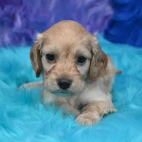 Annie , a female Cockapoo for sale in Donna, TX – 2 of 7