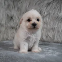 Raul , a male Maltipoo for sale in Donna, TX – 8 of 8