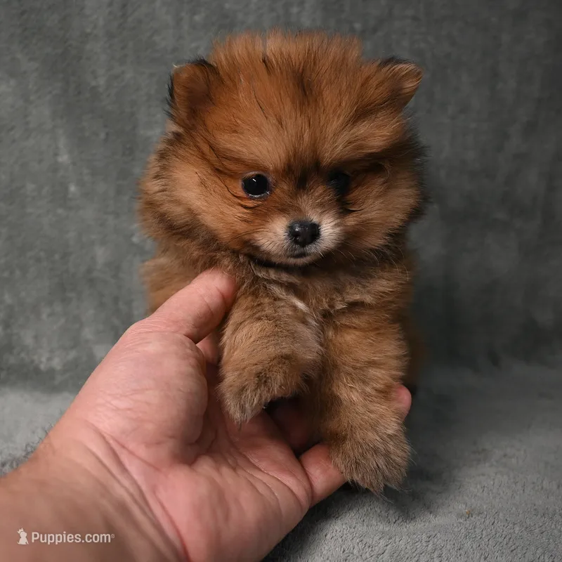 Tucker - 7 day return policy, a male Pomeranian for sale in Donna, TX – 1 of 8