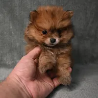 Tucker - 7 day return policy, a male Pomeranian for sale in Donna, TX – 1 of 8
