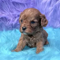Bandit , a male Cavapoo for sale in Donna, TX – 4 of 8