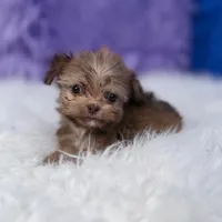Baxter, a male Shihpoo for sale in Donna, TX – 2 of 9
