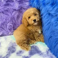 Paul , a male Shihpoo for sale in Donna, TX – 2 of 10