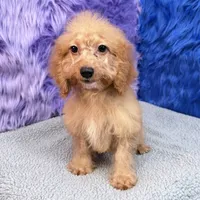 Minnie  - 7 day return guarantees, a female Cockapoo for sale in Donna, TX – 3 of 10