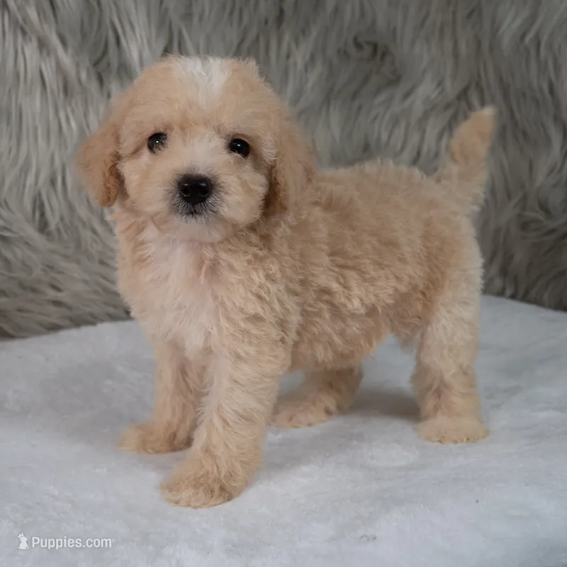 Maverick  Micro-Mini – Miniature Goldendoodle puppy for sale in Donna, TX