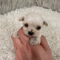 Sophie, a female Maltipoo for sale in Donna, TX – 4 of 6