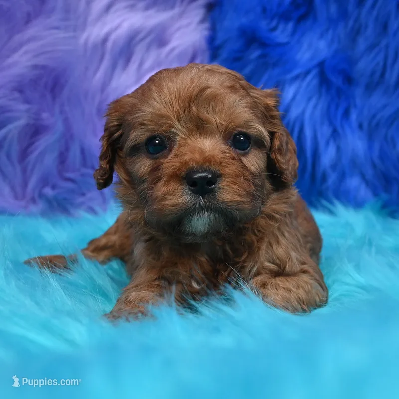 Bandit  – Cavapoo puppy for sale in Donna, TX