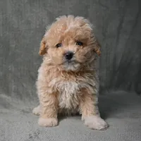 Shadow, a male Maltipoo for sale in Donna, TX – 7 of 10