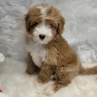 George, a male Maltipoo for sale in Donna, TX – 7 of 7