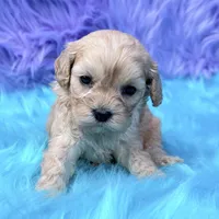 Hazel , a female Cavapoo for sale in Donna, TX – 4 of 8