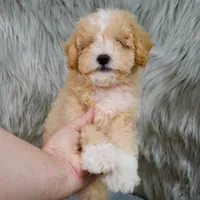 Leo  Micro-Mini, a male Miniature Goldendoodle for sale in Donna, TX – 1 of 10