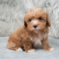 Monic , a female Maltipoo for sale in Donna, TX – 2 of 7