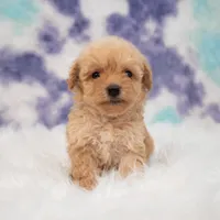 Harley , a male Maltipoo for sale in Donna, TX – 5 of 5