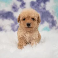 Harley , a male Maltipoo for sale in Donna, TX – 3 of 5