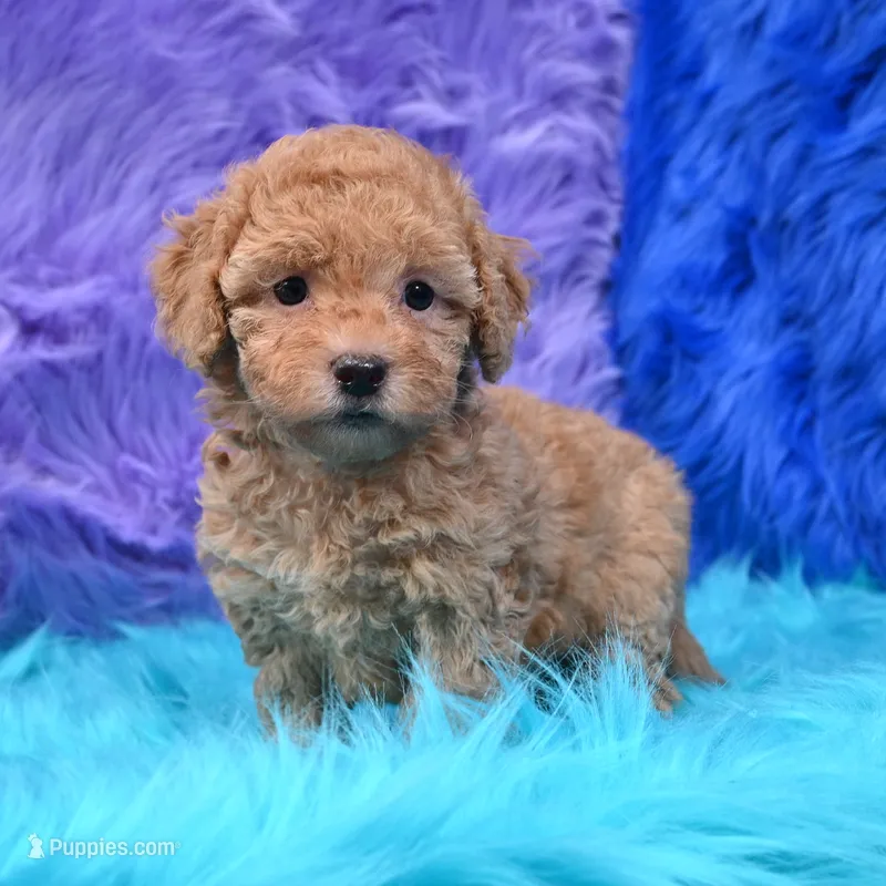 Harper  Micro size – Miniature Goldendoodle puppy for sale in Donna, TX