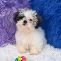 Charlie, a male Mal Shi for sale in Donna, TX – 9 of 10