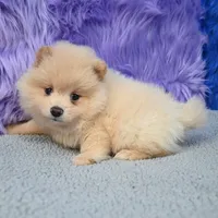Remy, a male Pomeranian for sale in Donna, TX – 5 of 10