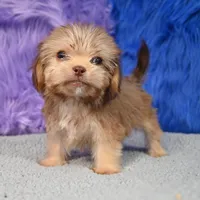 Baxter , a male Shihpoo for sale in Donna, TX – 6 of 10