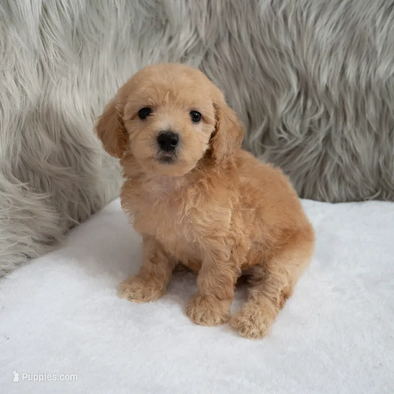 Max  Micro-Mini – Miniature Goldendoodle puppy for sale in Donna, TX