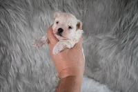 Charlie , a male Maltipoo for sale in Donna, TX – 4 of 10