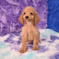 Dexter , a male Cockapoo for sale in Donna, TX – 5 of 10
