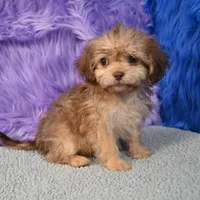 Sergio - Malshipoo, a male Shihpoo for sale in Donna, TX – 8 of 10