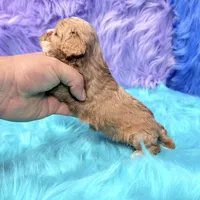 Stella , a female Cavapoo for sale in Donna, TX – 8 of 10
