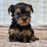 Maggie , a female Yorkshire Terrier for sale in Donna, TX – 7 of 10
