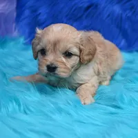 Bruno , a male Cavapoo for sale in Donna, TX – 3 of 7