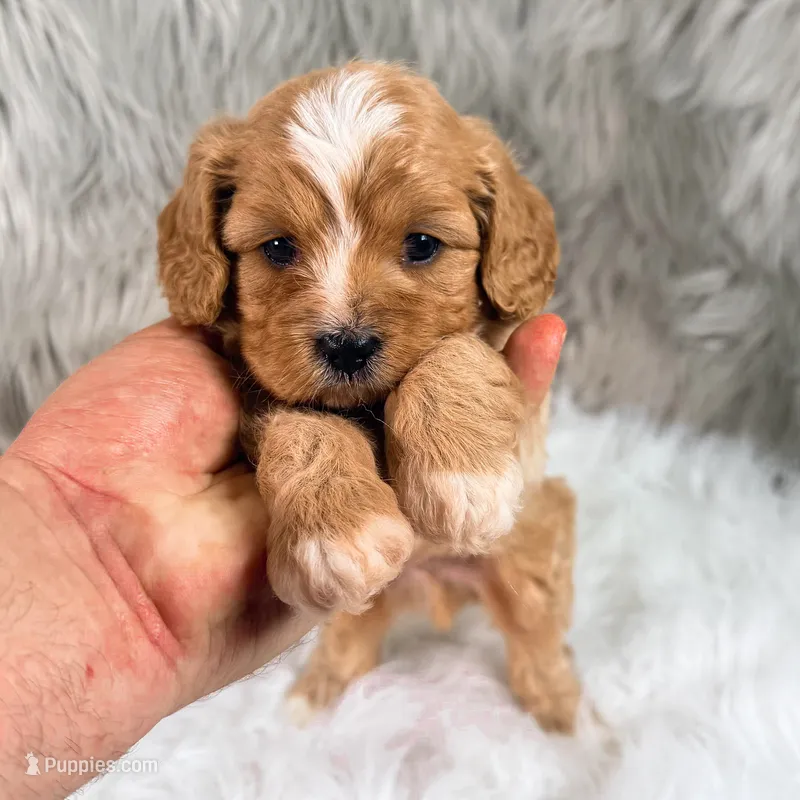 Sergi – Cavapoo puppy for sale in Donna, TX