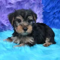 Cooper, a male Yorkshire Terrier for sale in Donna, TX – 6 of 10