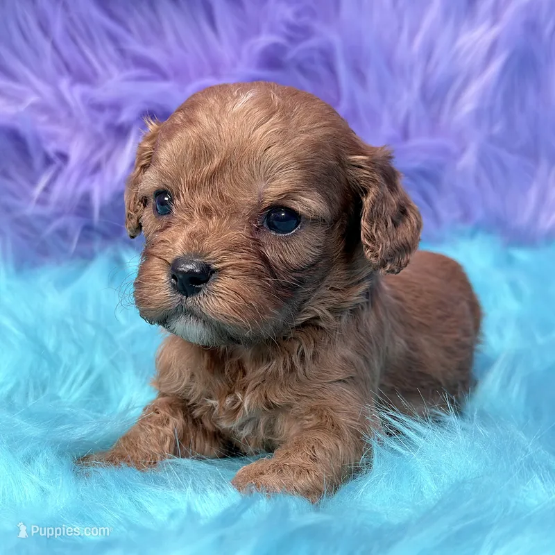 Bandit  – Cavapoo puppy for sale in Donna, TX