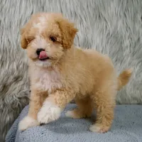 Leo  Micro-Mini, a male Miniature Goldendoodle for sale in Donna, TX – 5 of 10
